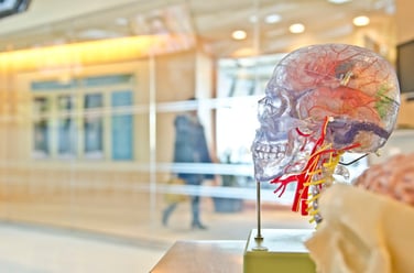 Image of anatomical brain model.