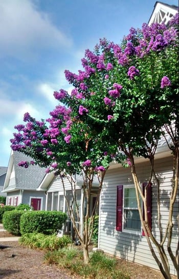 Outdoor landscaping at Country Gardens Lanier Assisted Living Community in Cumming, Georgia