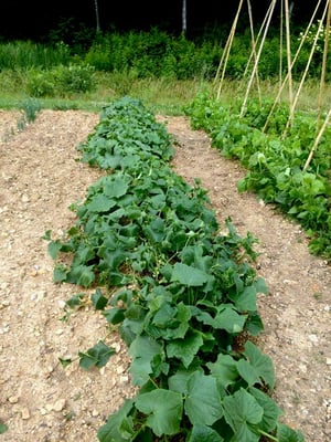 Community Gardens at Jamestowne Senior Living in Kingston, Tennessee